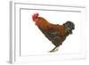 Chicken Black Copper Maran in Studio-null-Framed Photographic Print