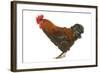 Chicken Black Copper Maran in Studio-null-Framed Photographic Print