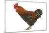 Chicken Black Copper Maran in Studio-null-Mounted Photographic Print