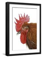 Chicken Black Copper Maran in Studio-null-Framed Photographic Print