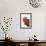 Chicken Black Copper Maran in Studio-null-Framed Photographic Print displayed on a wall