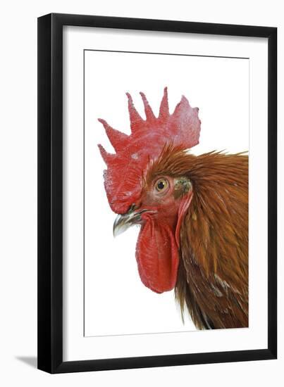 Chicken Black Copper Maran in Studio-null-Framed Photographic Print