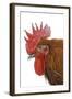 Chicken Black Copper Maran in Studio-null-Framed Photographic Print