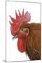 Chicken Black Copper Maran in Studio-null-Mounted Photographic Print