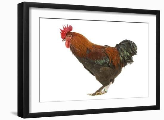 Chicken Black Copper Maran in Studio-null-Framed Photographic Print