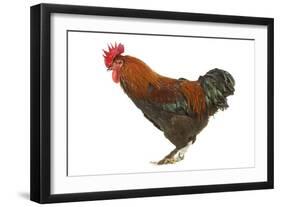 Chicken Black Copper Maran in Studio-null-Framed Photographic Print