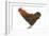 Chicken Black Copper Maran in Studio-null-Framed Photographic Print