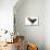 Chicken Black Copper Maran in Studio-null-Mounted Photographic Print displayed on a wall