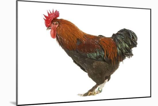 Chicken Black Copper Maran in Studio-null-Mounted Photographic Print