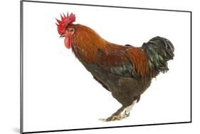Chicken Black Copper Maran in Studio-null-Mounted Photographic Print
