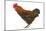 Chicken Black Copper Maran in Studio-null-Mounted Photographic Print