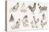 Chicken Breeding-lapuma-Stretched Canvas