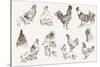 Chicken Breeding-lapuma-Stretched Canvas