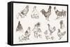 Chicken Breeding-lapuma-Framed Stretched Canvas