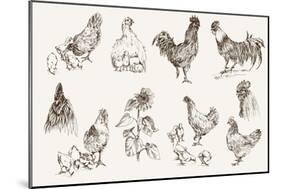 Chicken Breeding-lapuma-Mounted Premium Giclee Print