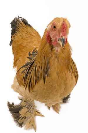 Chicken Buff Brahma' Photographic Print