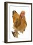 Chicken Buff Brahma-null-Framed Photographic Print