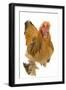 Chicken Buff Brahma-null-Framed Photographic Print