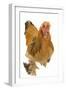 Chicken Buff Brahma-null-Framed Photographic Print