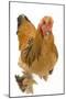 Chicken Buff Brahma-null-Mounted Photographic Print