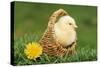 Chicken Chick in Basket-null-Stretched Canvas