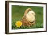 Chicken Chick in Basket-null-Framed Photographic Print