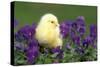 Chicken Chick in Pansies-null-Stretched Canvas