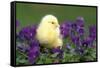 Chicken Chick in Pansies-null-Framed Stretched Canvas