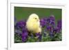 Chicken Chick in Pansies-null-Framed Photographic Print