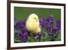 Chicken Chick in Pansies-null-Framed Photographic Print