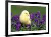 Chicken Chick in Pansies-null-Framed Photographic Print