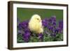 Chicken Chick in Pansies-null-Framed Photographic Print