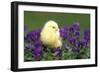 Chicken Chick in Pansies-null-Framed Photographic Print