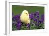 Chicken Chick in Pansies-null-Framed Photographic Print