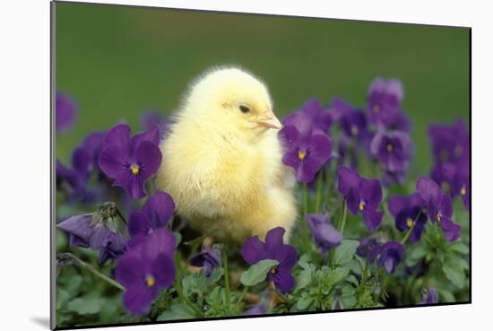 Chicken Chick in Pansies-null-Mounted Photographic Print