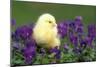 Chicken Chick in Pansies-null-Mounted Photographic Print