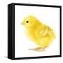 Chicken Chick in Studio-null-Framed Stretched Canvas