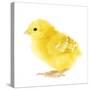 Chicken Chick in Studio-null-Stretched Canvas