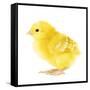 Chicken Chick in Studio-null-Framed Stretched Canvas