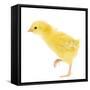 Chicken Chick in Studio-null-Framed Stretched Canvas