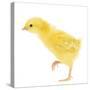 Chicken Chick in Studio-null-Stretched Canvas