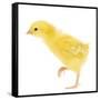 Chicken Chick in Studio-null-Framed Stretched Canvas