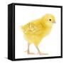 Chicken Chick in Studio-null-Framed Stretched Canvas