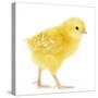 Chicken Chick in Studio-null-Stretched Canvas