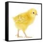 Chicken Chick in Studio-null-Framed Stretched Canvas