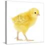 Chicken Chick in Studio-null-Stretched Canvas