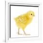 Chicken Chick in Studio-null-Framed Photographic Print