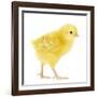 Chicken Chick in Studio-null-Framed Photographic Print