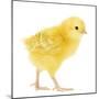 Chicken Chick in Studio-null-Mounted Photographic Print