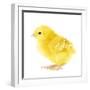 Chicken Chick in Studio-null-Framed Photographic Print